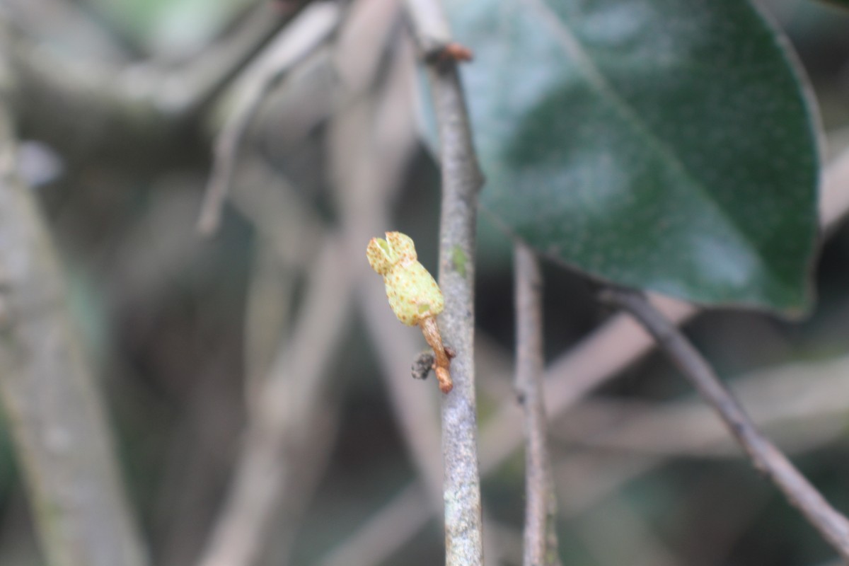 Elaeagnus